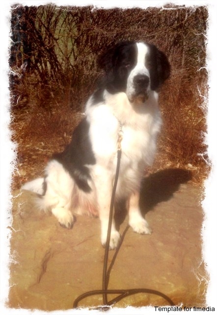 Mr Molson