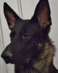 Tazer