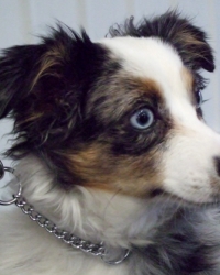 Lola