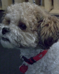Koko