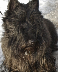 Striker