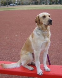 marshall