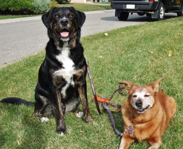 Bear & Shazzy