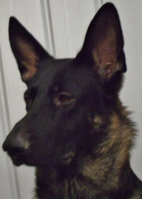 Tazer