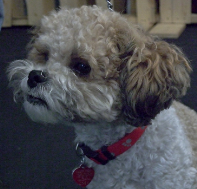Koko
