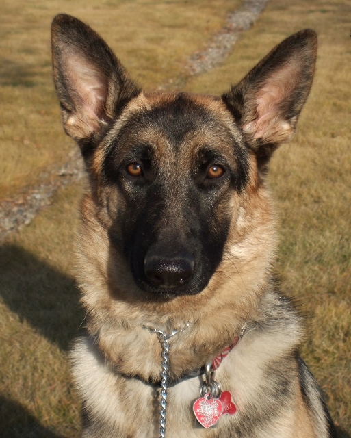 Loki