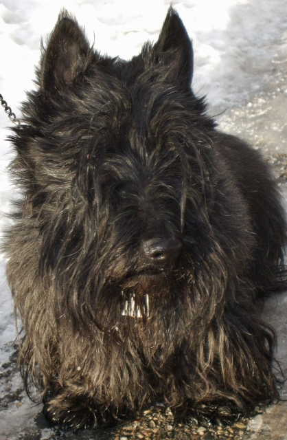 Striker