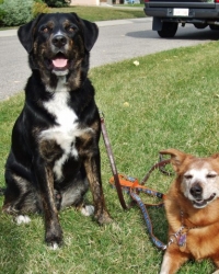 Bear & Shazzy