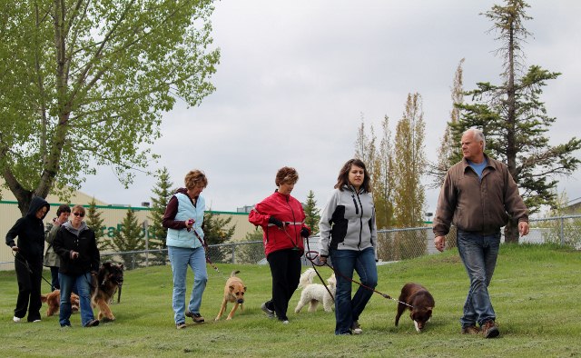 Pack Walk