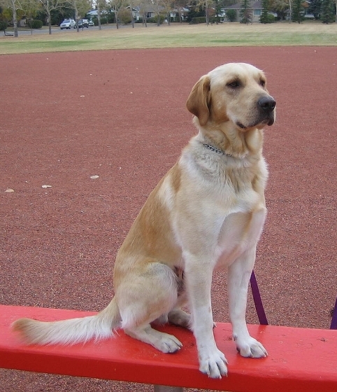marshall