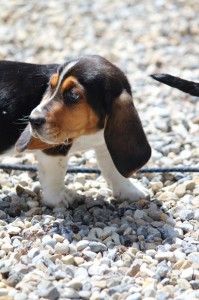 When training a puppy, structured education is the key